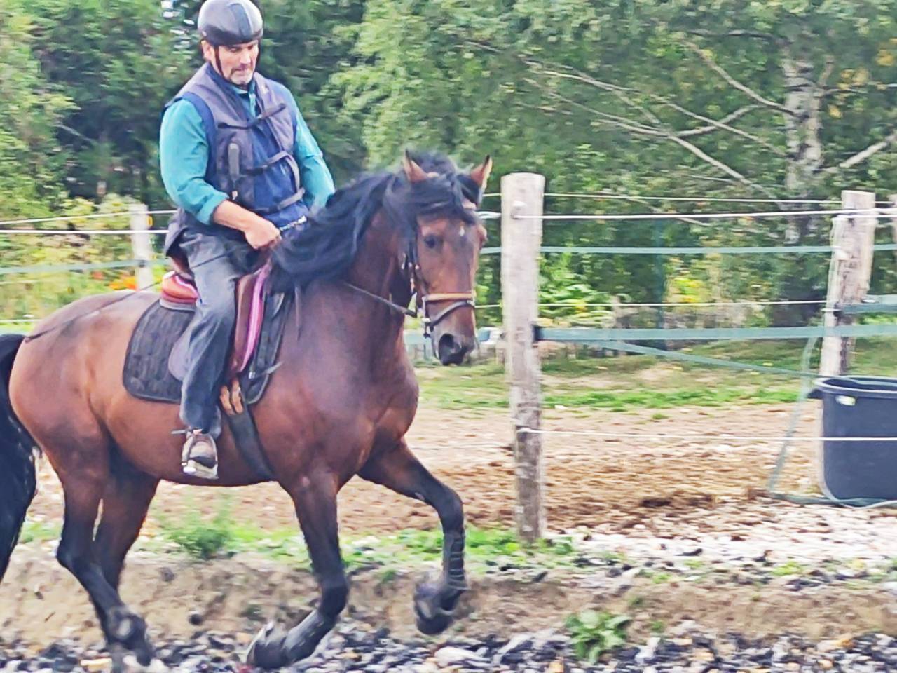 Hengst PRE Puur Ras Spaans Te koop 2019 Bruin / Bai ,  TH BUFON