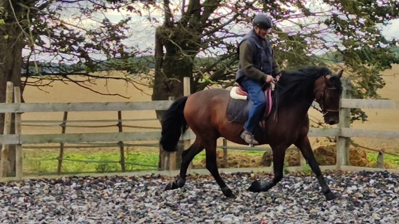 Hengst PRE Puur Ras Spaans Te koop 2019 Bruin / Bai ,  TH BUFON