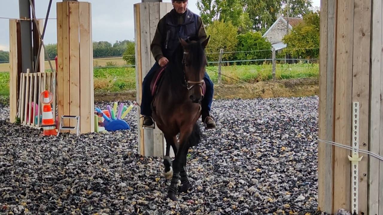 Hengst PRE Puur Ras Spaans Te koop 2019 Bruin / Bai ,  TH BUFON