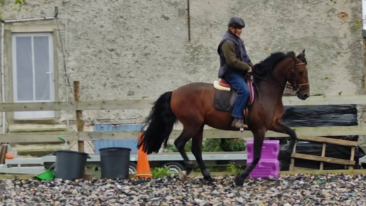 Hengst PRE Puur Ras Spaans Te koop 2019 Bruin / Bai ,  TH BUFON