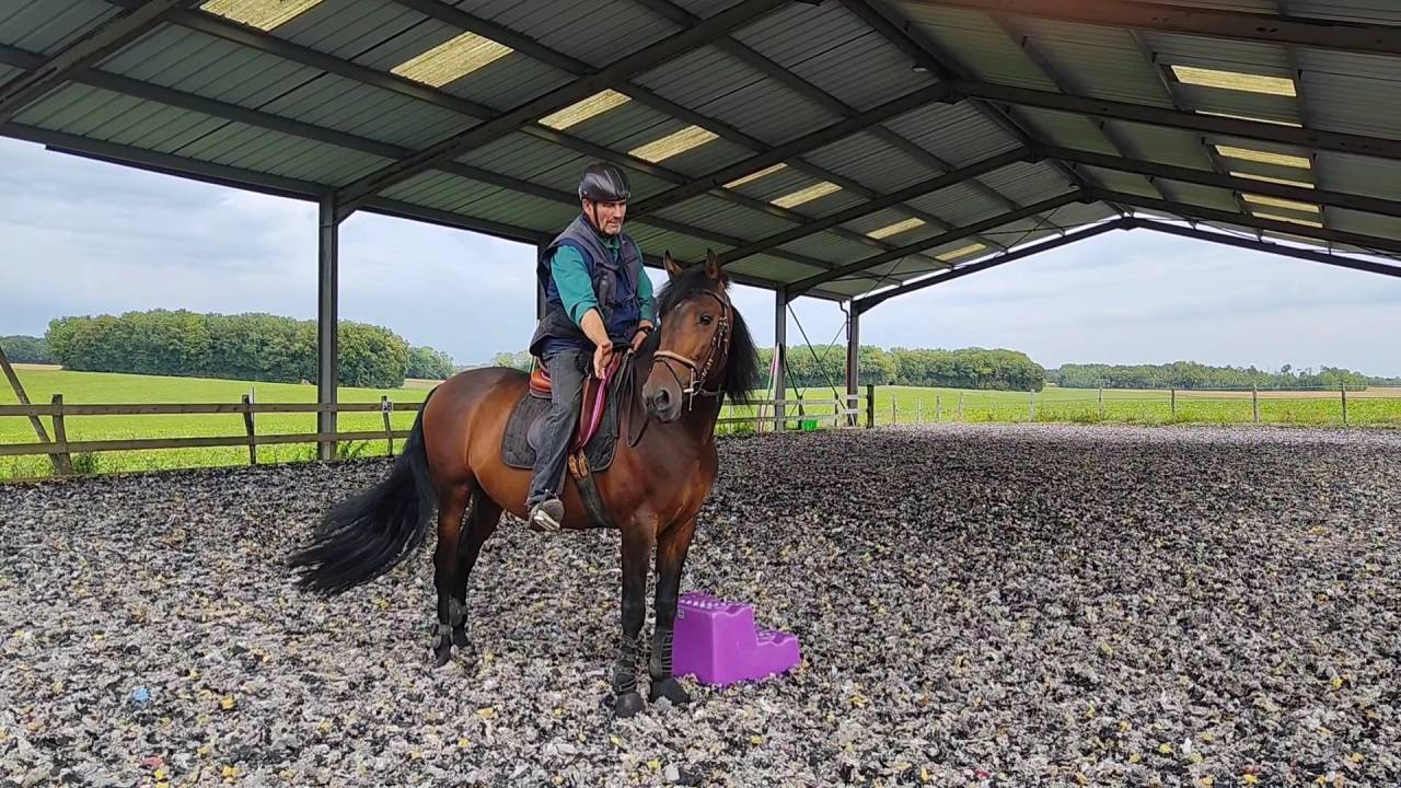 Hengst PRE Puur Ras Spaans Te koop 2019 Bruin / Bai ,  TH BUFON