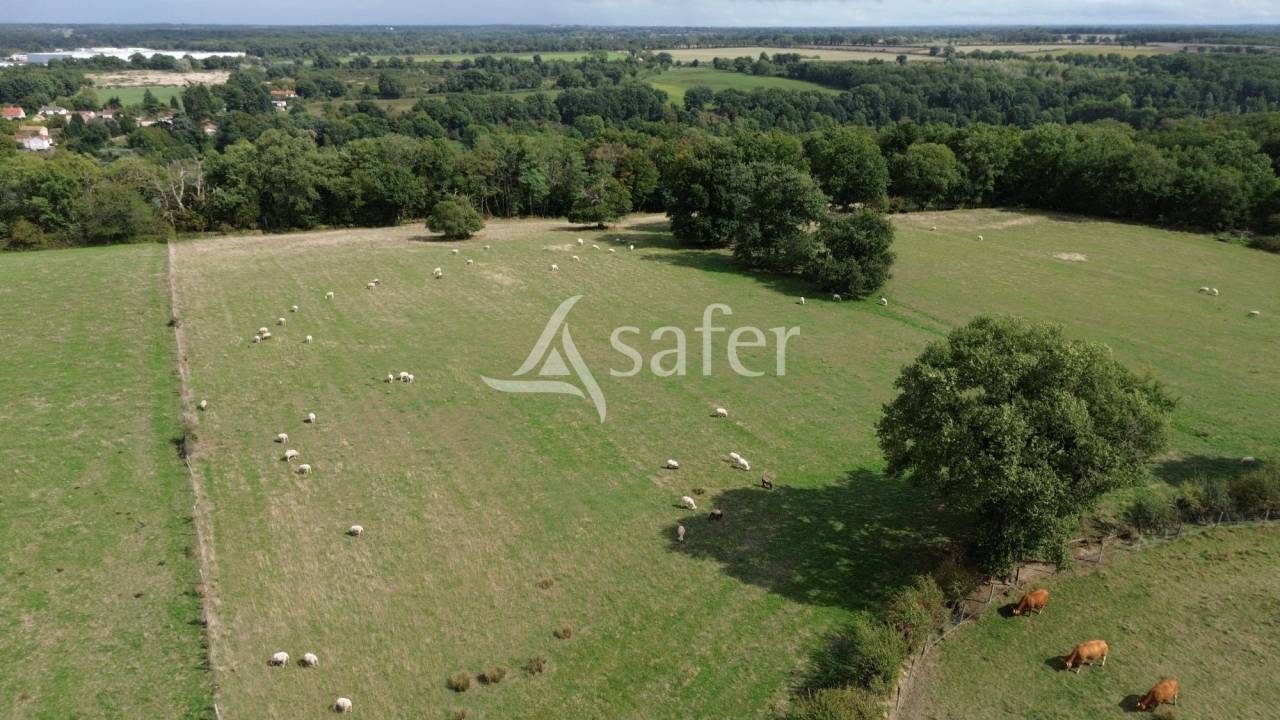 Schapen exploitatie Koop Vienne