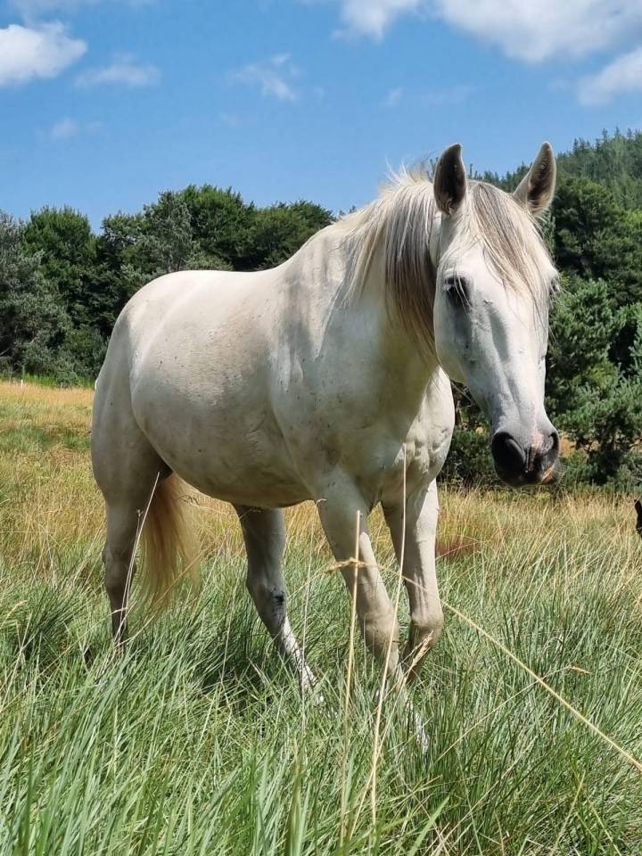 Ruin Berber Te koop 2010 Wit ,  HIZAHAU