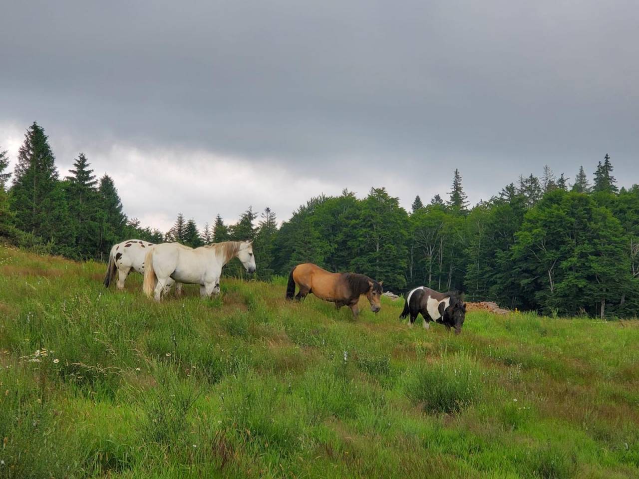 Ruin Berber Te koop 2010 Wit ,  HIZAHAU