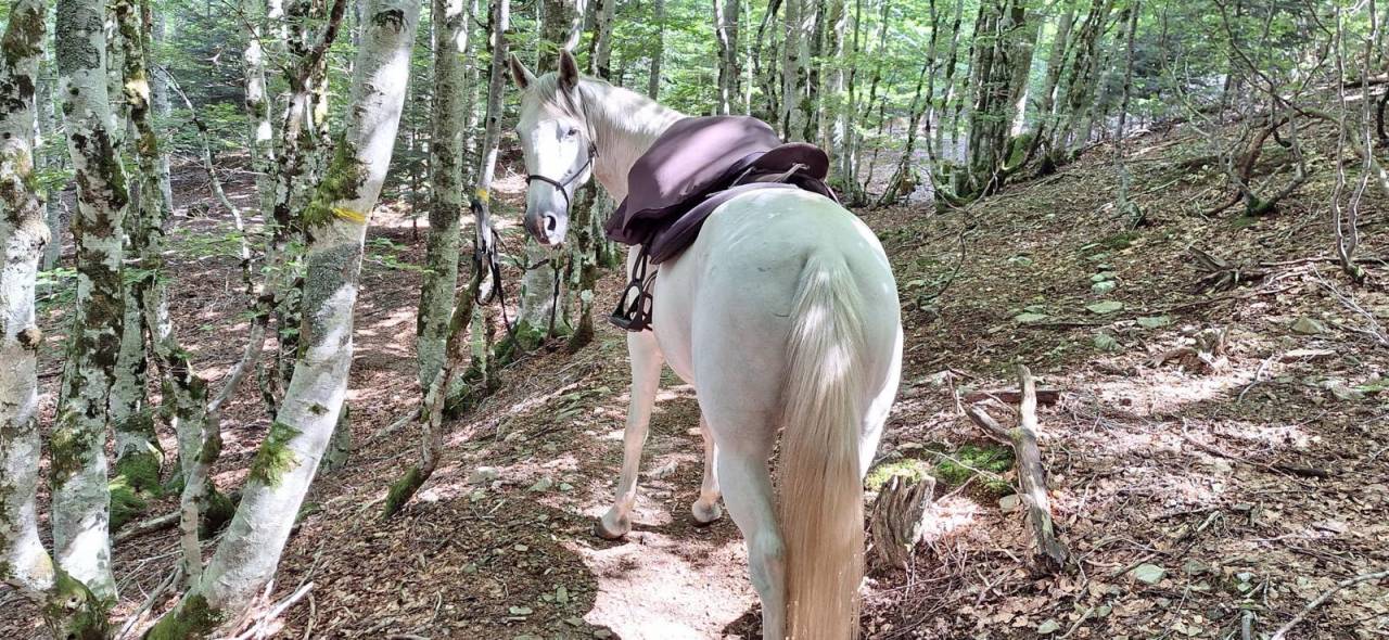 Ruin Berber Te koop 2010 Wit ,  HIZAHAU