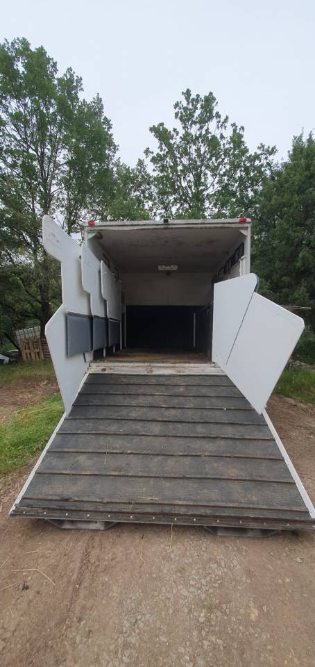 Zware paardenvrachtwagen (groot rijbewijs) Renault  2001 Tweedehands