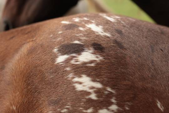 Veulen (vr) Appaloosa Te koop 2024 Donker bruin / bai ,  SILVER APACHE JOE