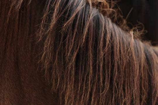 Veulen (vr) Appaloosa Te koop 2024 Donker bruin / bai ,  SILVER APACHE JOE