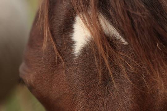 Veulen (vr) Appaloosa Te koop 2024 Donker bruin / bai ,  SILVER APACHE JOE