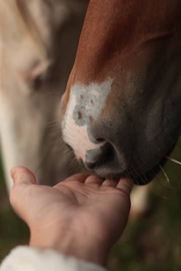 Veulen (vr) Appaloosa Te koop 2024 Donker bruin / bai ,  SILVER APACHE JOE