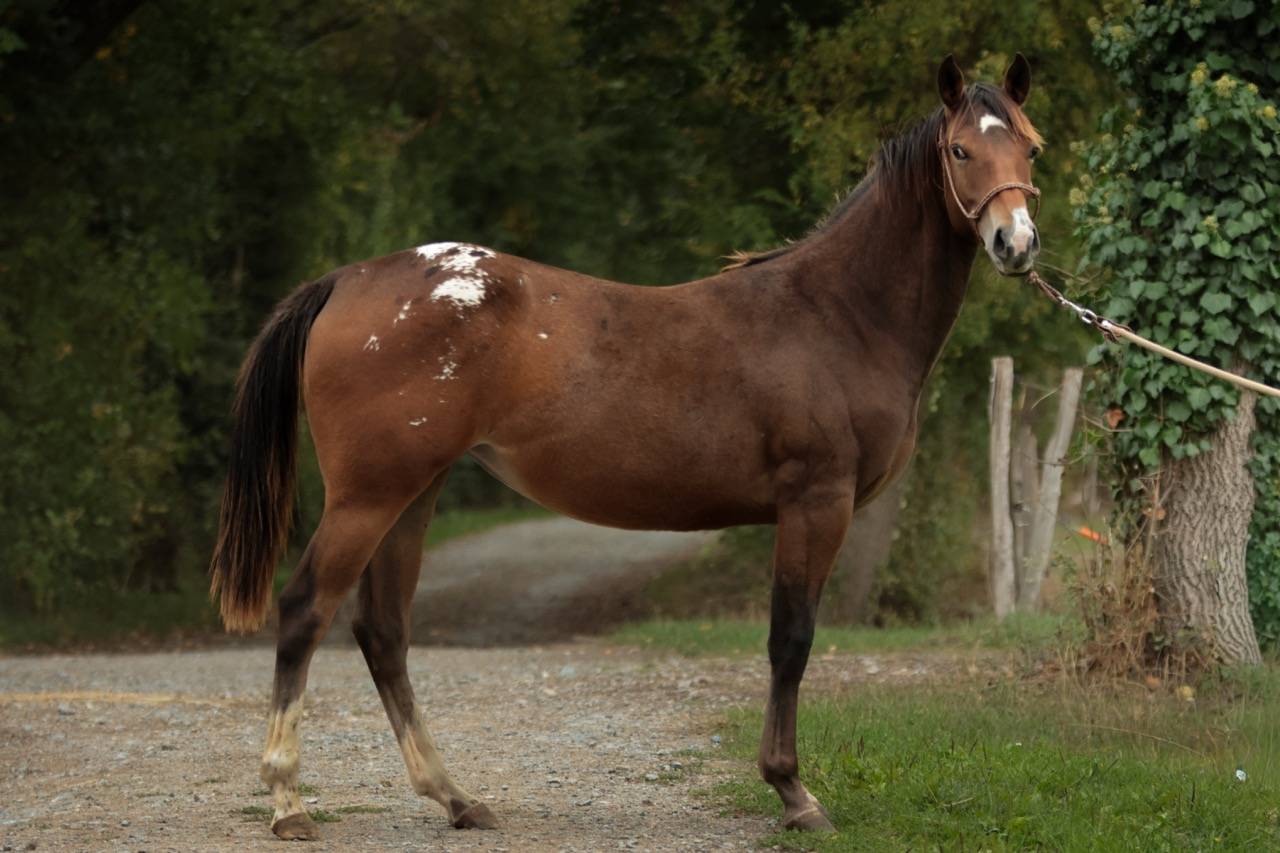 Veulen (vr) Appaloosa Te koop 2024 Donker bruin / bai ,  SILVER APACHE JOE