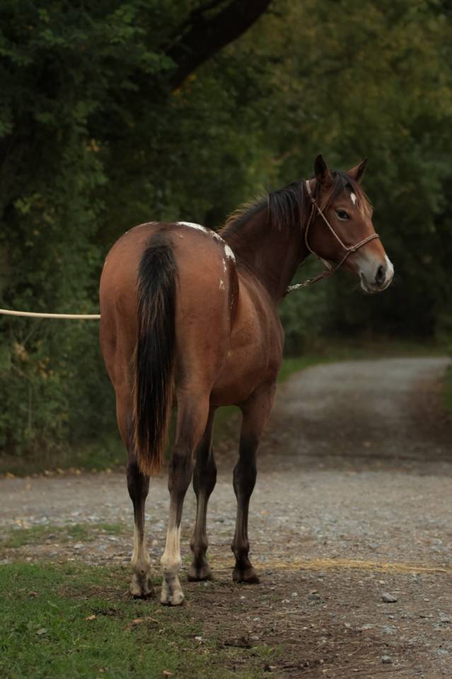 Veulen (vr) Appaloosa Te koop 2024 Donker bruin / bai ,  SILVER APACHE JOE