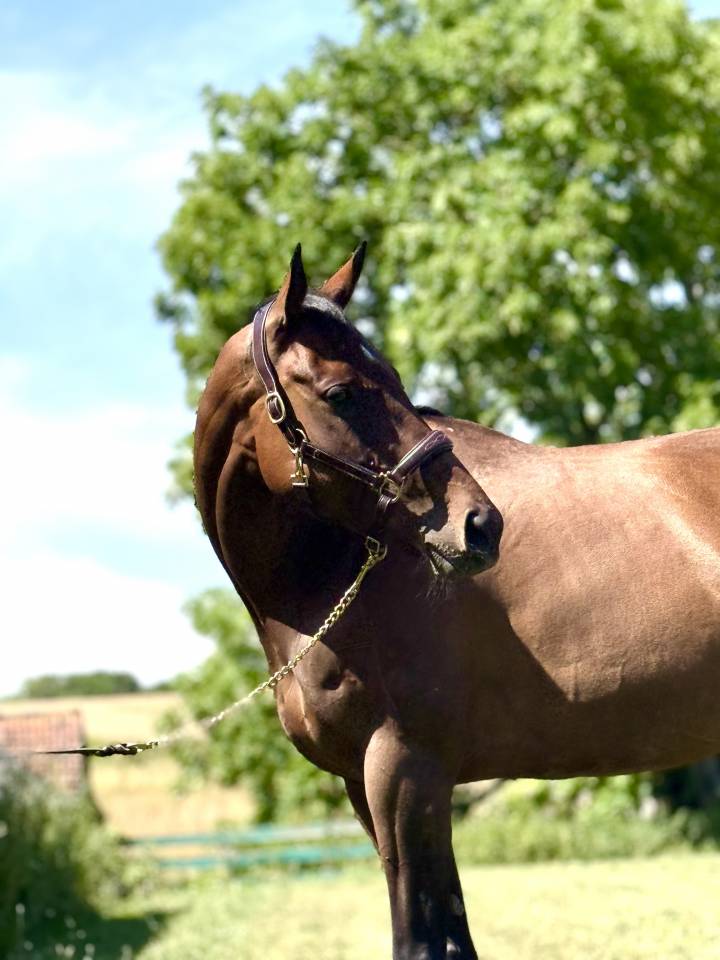 Merrie Engels volbloed Te koop 2018 Bruin / Bai