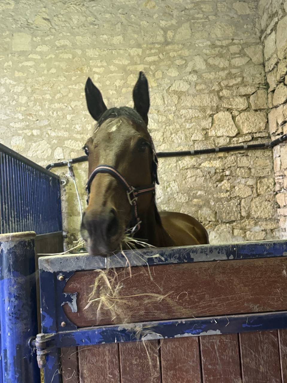 Merrie Engels volbloed Te koop 2018 Bruin / Bai