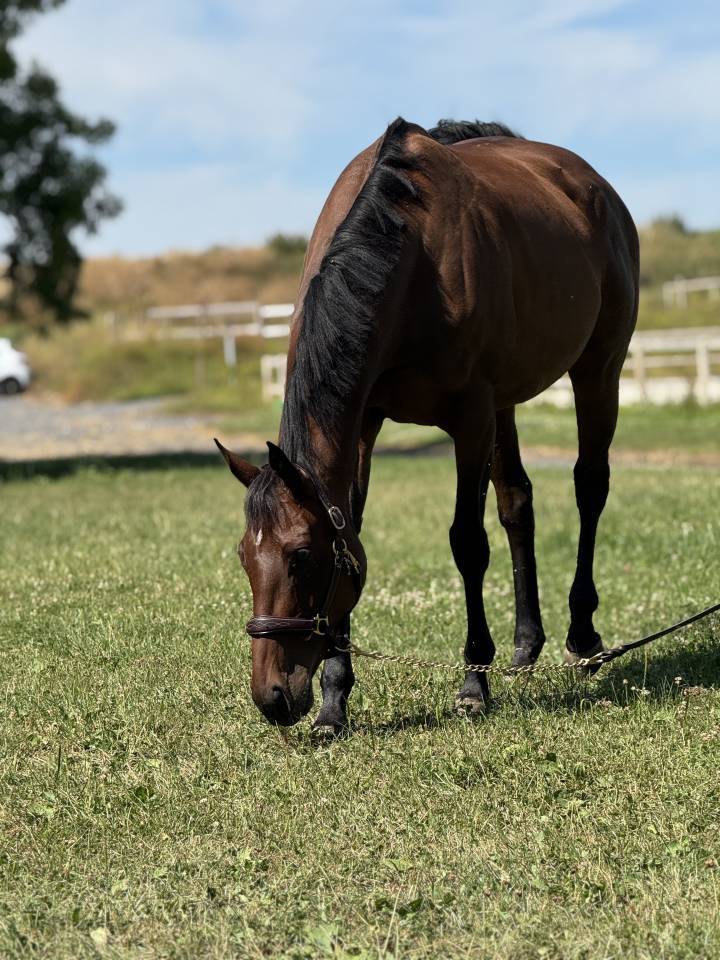 Merrie Engels volbloed Te koop 2018 Bruin / Bai