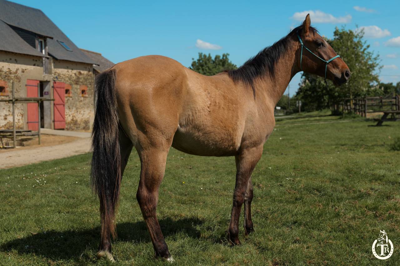 Ruin Paint Horse Te koop 2023 Wildkleur ,  PWS SAWNY STAR (Q5978152)