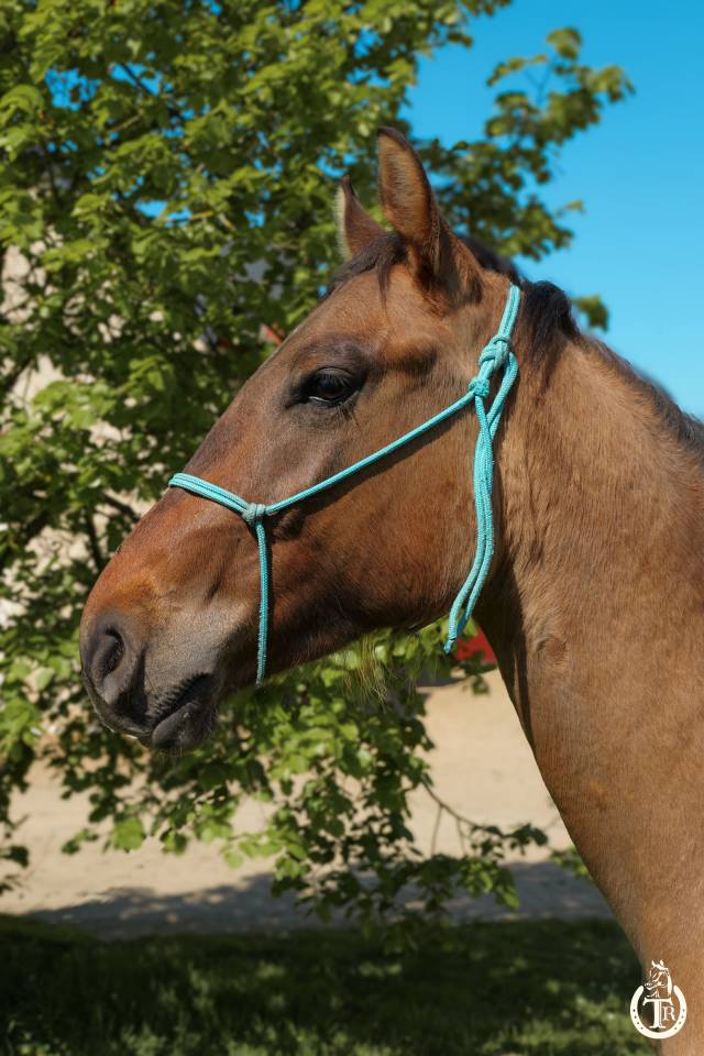 Ruin Paint Horse Te koop 2023 Wildkleur ,  PWS SAWNY STAR (Q5978152)