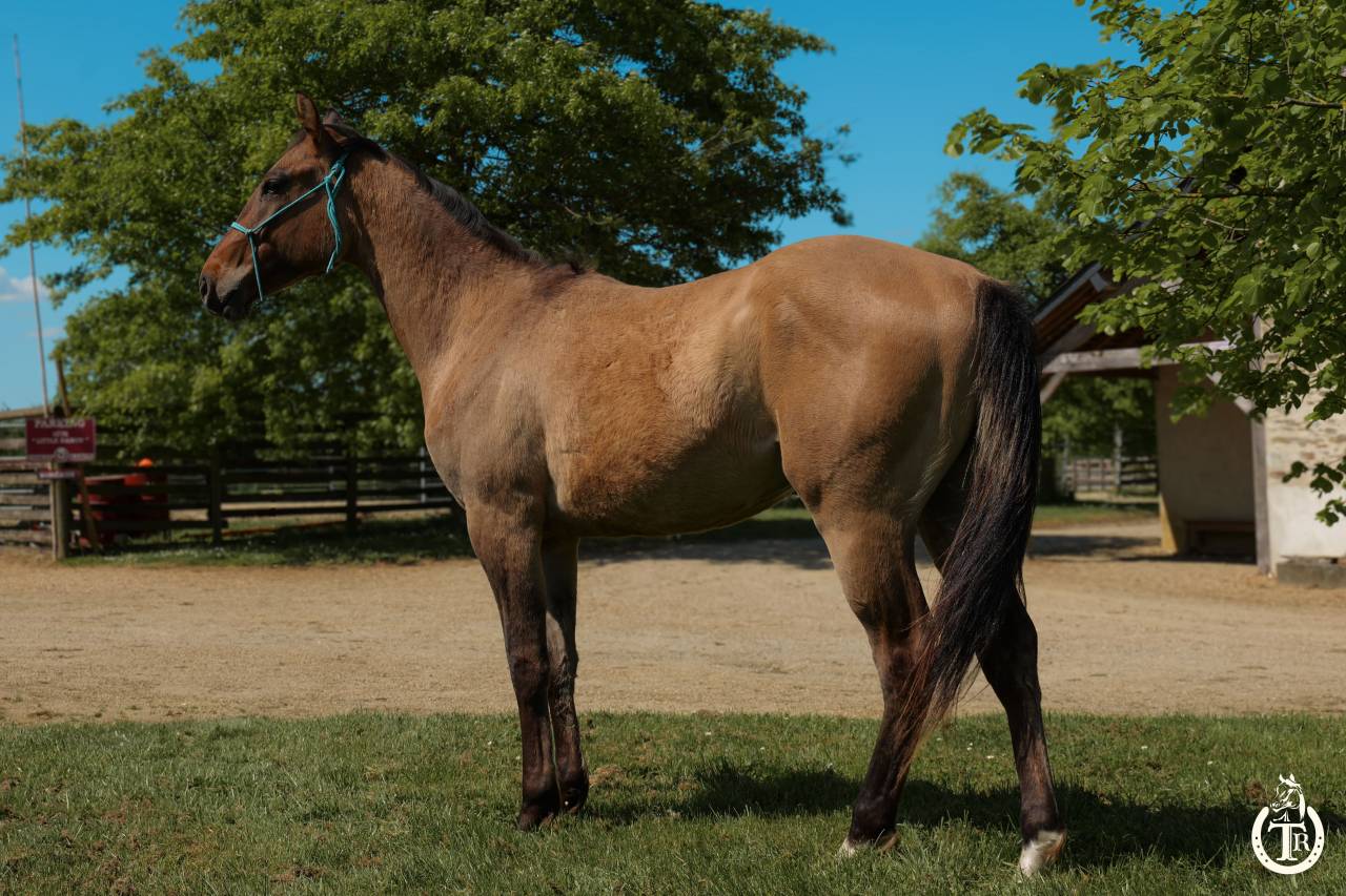 Ruin Paint Horse Te koop 2023 Wildkleur ,  PWS SAWNY STAR (Q5978152)