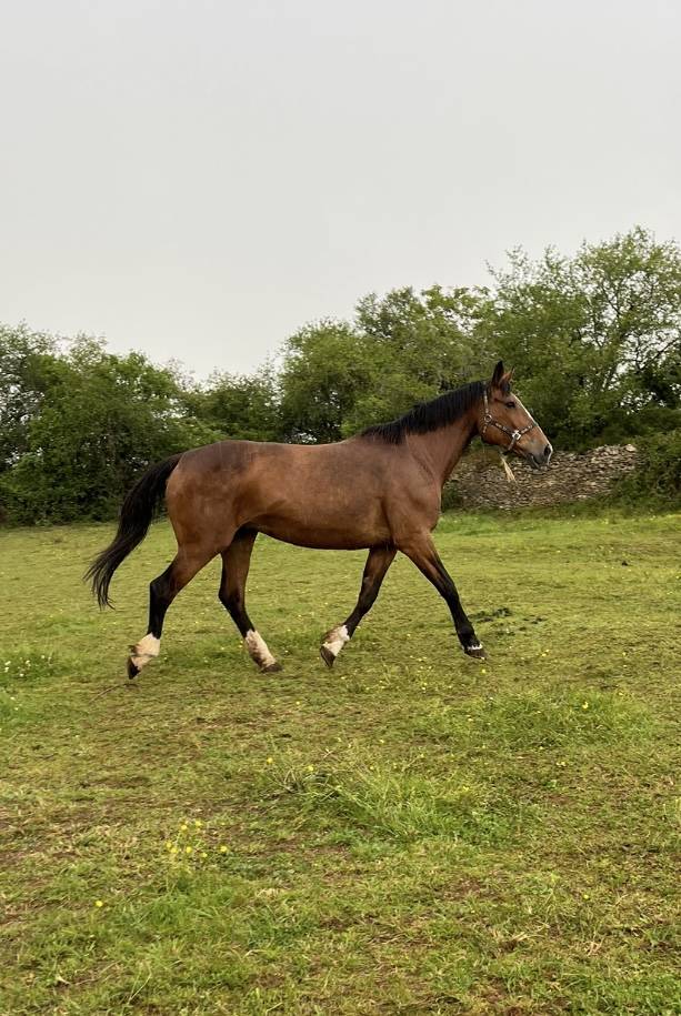 Merrie Selle Français Te koop 2007 Donker bruin / bai ,  QUICK STAR