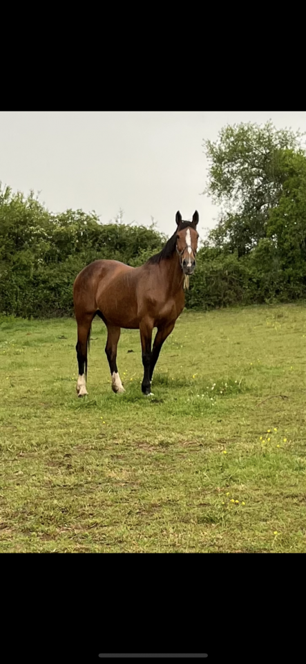 Merrie Selle Français Te koop 2007 Donker bruin / bai ,  QUICK STAR