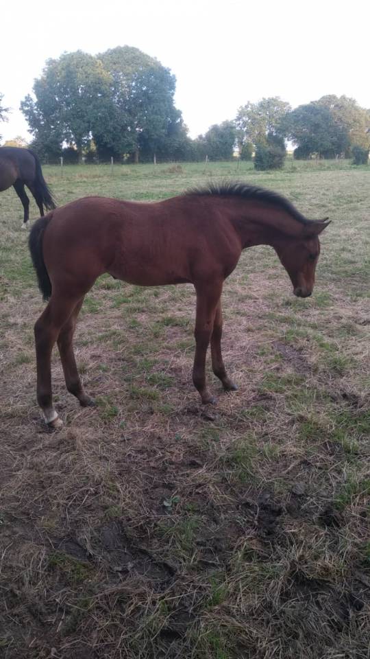Merrie Selle Français Te koop 2024 Donker bruin / bai ,  Cooper van’t Heffinck