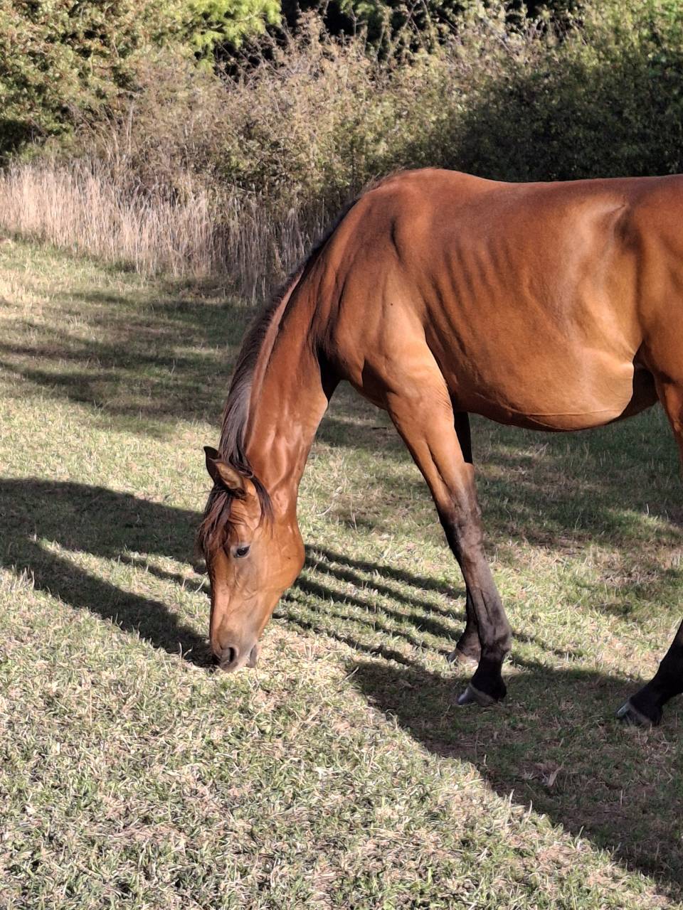 Merrie Selle Français Te koop 2024 Donker bruin / bai ,  Cooper van’t Heffinck