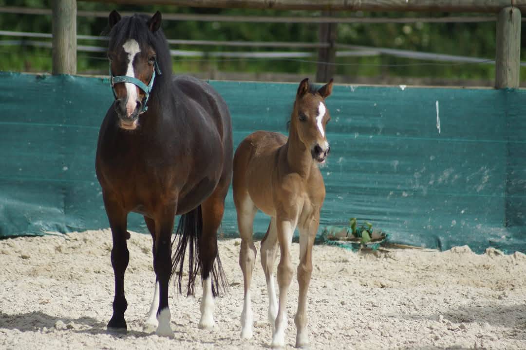 Ruin Franse rijpony PFS Te koop 2024 Bruin / Bai ,  Izar de la Fosse