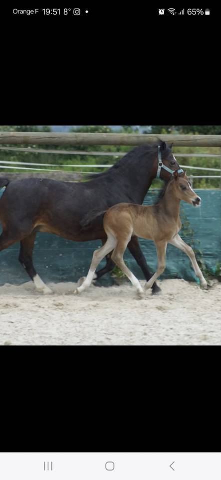 Ruin Franse rijpony PFS Te koop 2024 Bruin / Bai ,  Izar de la Fosse