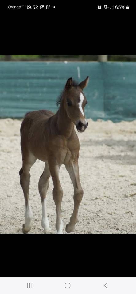 Ruin Franse rijpony PFS Te koop 2024 Bruin / Bai ,  Izar de la Fosse