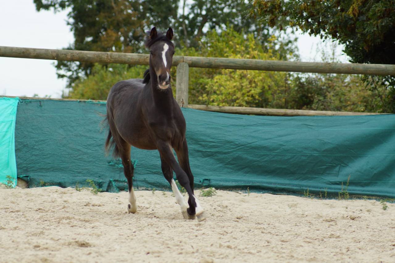 Ruin Franse rijpony PFS Te koop 2024 Bruin / Bai ,  Izar de la Fosse