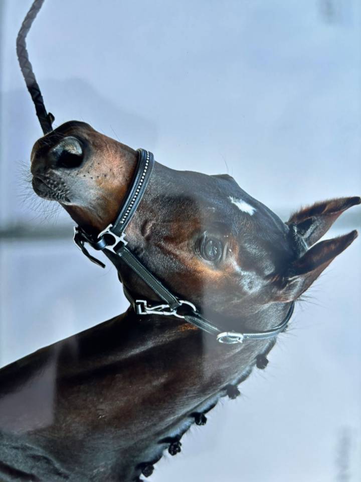 Veulen (ml) Selle Français Te koop 2025 Bruin / Bai ,  BE SURE