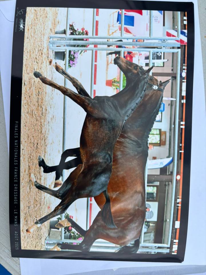 Veulen (ml) Selle Français Te koop 2025 Bruin / Bai ,  BE SURE