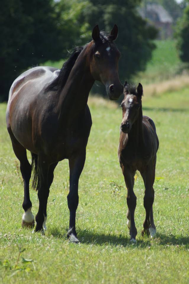 Veulen (ml) Selle Français Te koop 2025 Bruin / Bai ,  BE SURE