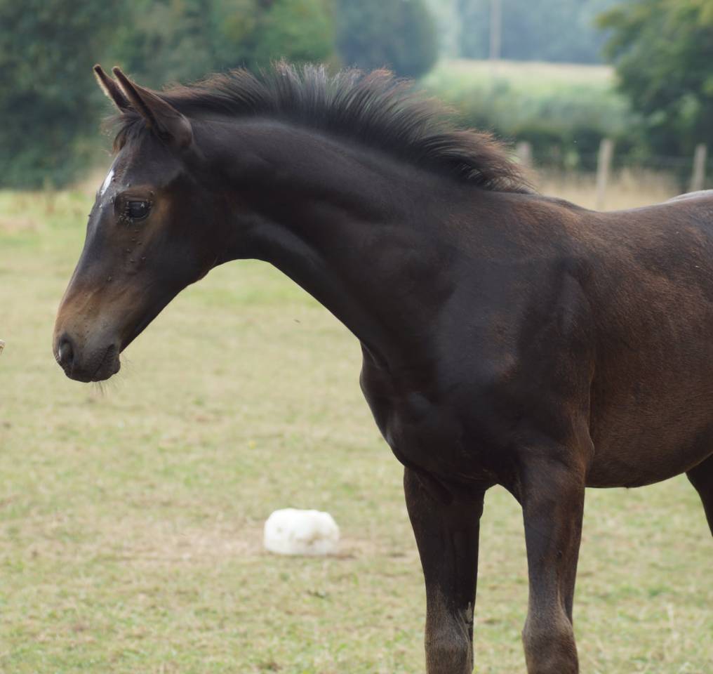Veulen (ml) Selle Français Te koop 2025 Bruin / Bai ,  BE SURE