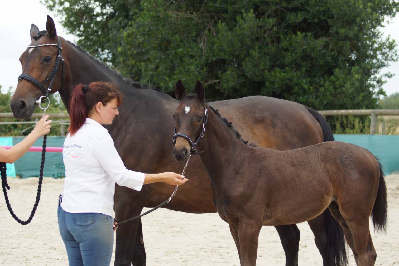 Veulen (ml) Selle Français Te koop 2025 Bruin / Bai ,  BE SURE