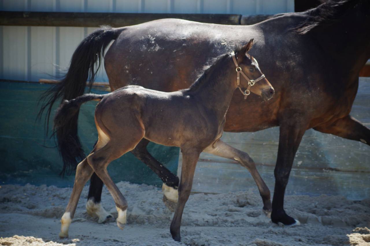 Veulen (ml) Selle Français Te koop 2025 Bruin / Bai ,  BE SURE