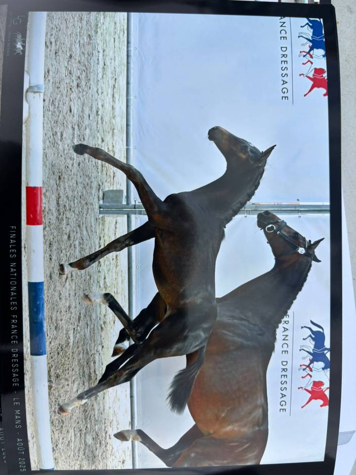 Veulen (ml) Selle Français Te koop 2025 Bruin / Bai ,  BE SURE