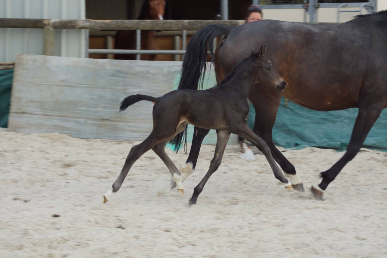 Veulen (ml) Selle Français Te koop 2025 Bruin / Bai ,  BE SURE