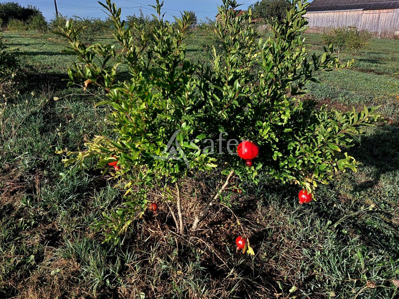 Landbouw bedrijf Koop Dordogne