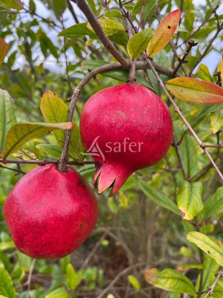 Landbouw bedrijf Koop Dordogne