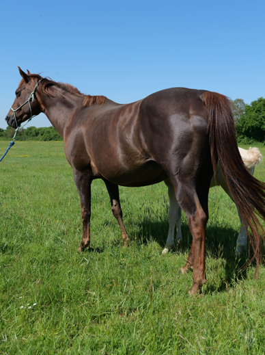 Merrie Quarter Horse Te koop 2012 Vos ,  LITTLE MAC JACKFLUSH