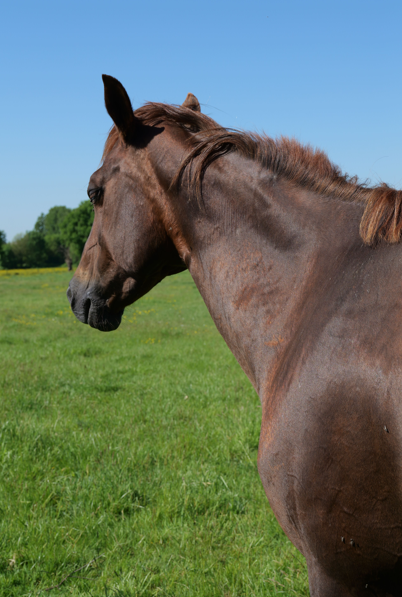 Merrie Quarter Horse Te koop 2012 Vos ,  LITTLE MAC JACKFLUSH