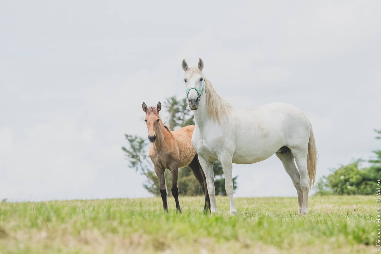 Veulen (vr) PRE Puur Ras Spaans Te koop 2025 Schimmel
