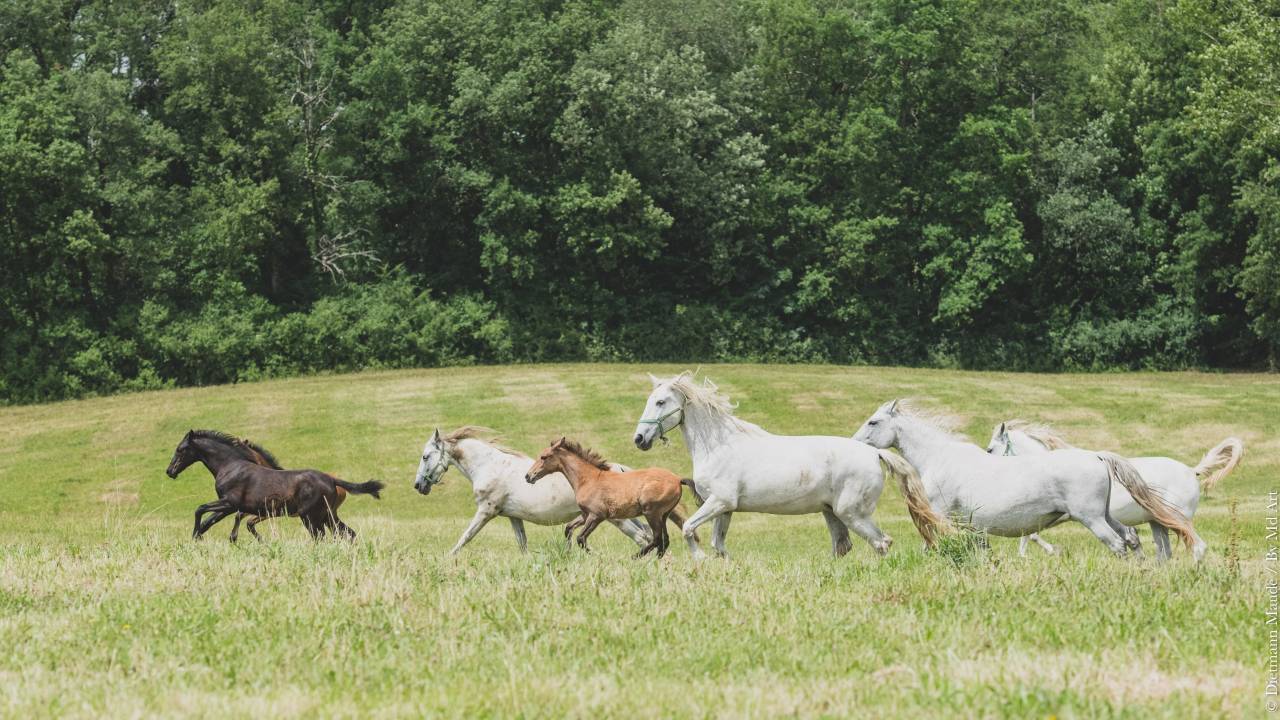 Veulen (vr) PRE Puur Ras Spaans Te koop 2025 Schimmel