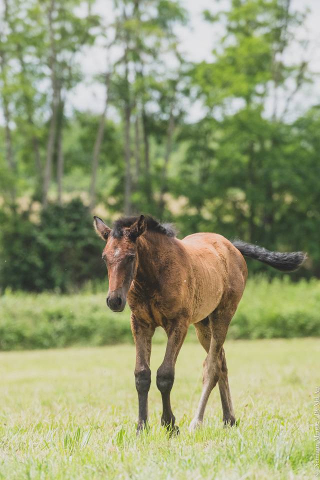 Veulen (vr) PRE Puur Ras Spaans Te koop 2025 Schimmel