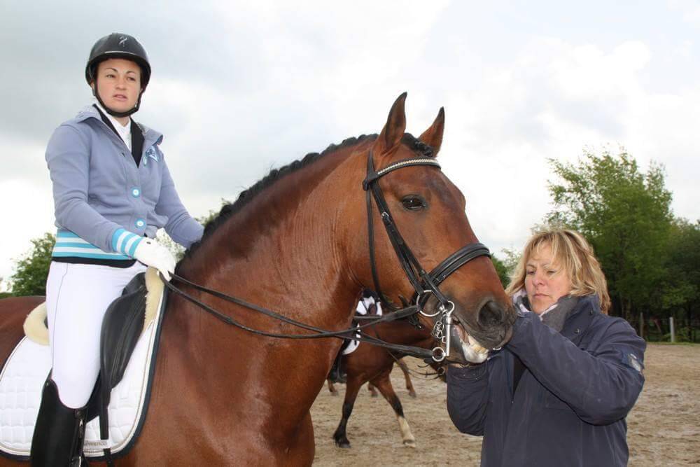 Veulen (vr) PRE Puur Ras Spaans Te koop 2025 Schimmel