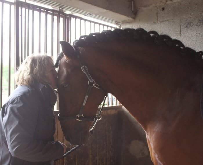 Veulen (vr) PRE Puur Ras Spaans Te koop 2025 Schimmel