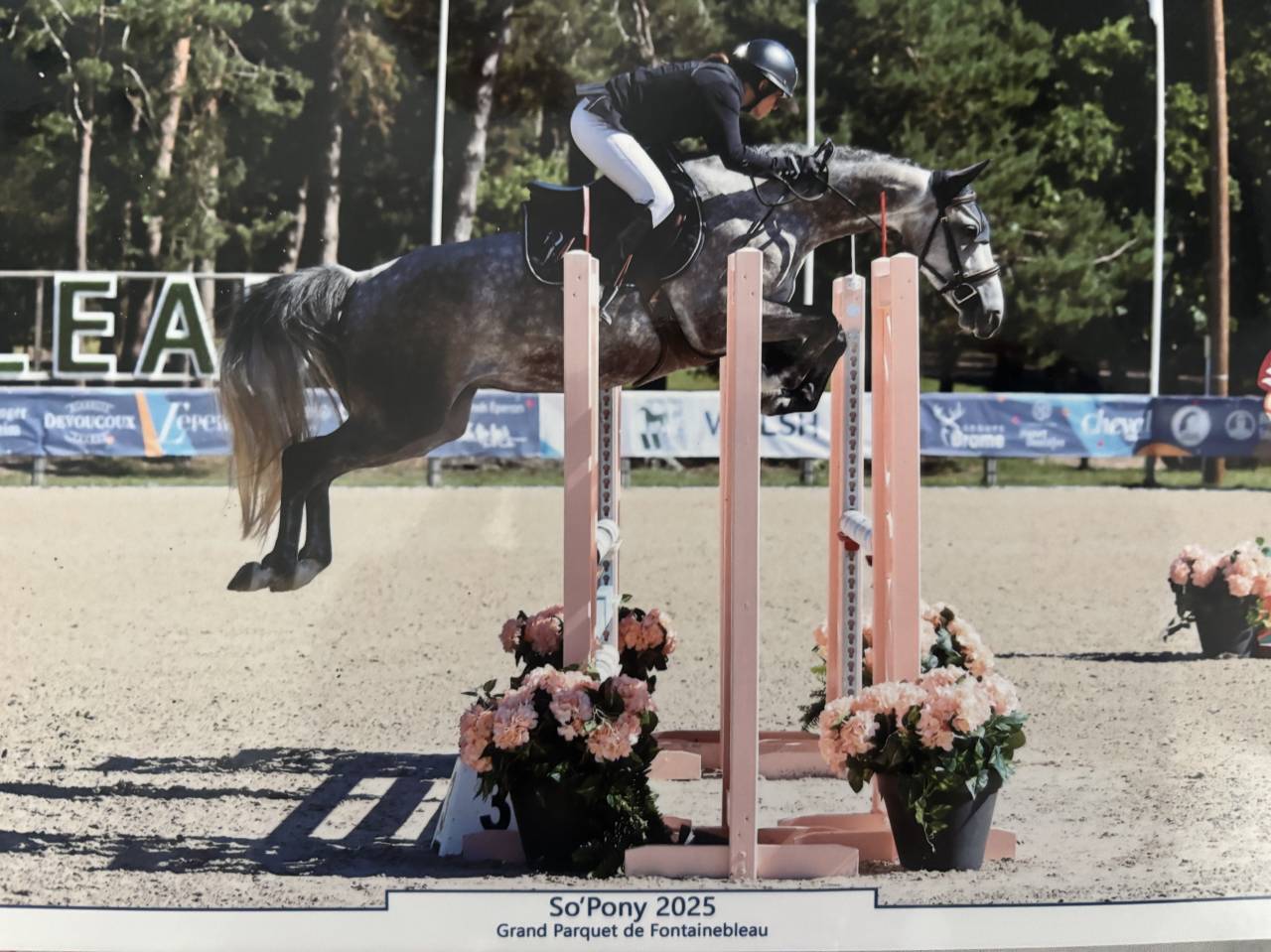 Merrie Franse rijpony PFS Te koop 2020 Schimmel