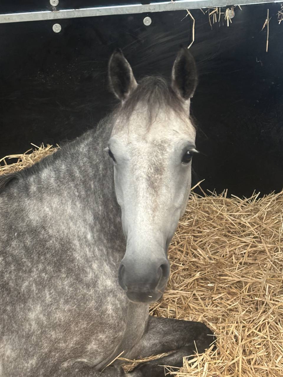 Merrie Franse rijpony PFS Te koop 2020 Schimmel