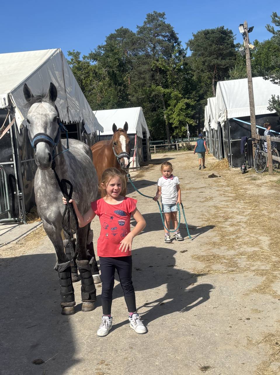Merrie Franse rijpony PFS Te koop 2020 Schimmel